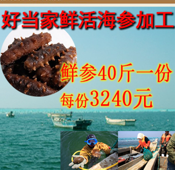 团购好当家海捕鲜参/活海参40斤1份加工成高压即食参/每份约120-140头/成品后重约4斤左右